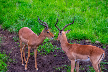 Pretty specimen of wild Impala antelope in the bush of South Africa