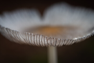 Wild mushrooms growing in Scandinavia during summer - Mushroom picking in Norway