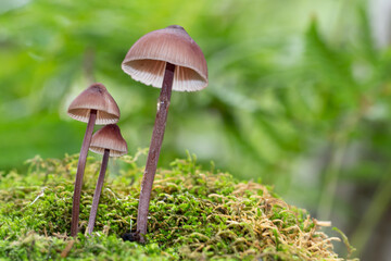 Wild psychedelic mushrooms growing in the forest - Liberty Caps
