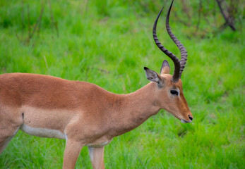 Pretty specimen of wild Impala antelope in the bush of South Africa