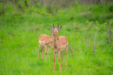 Pretty specimen of wild Impala antelope in the bush of South Africa
