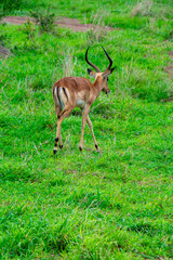 Pretty specimen of wild Impala antelope in the bush of South Africa