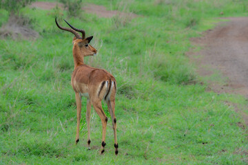 Pretty specimen of wild Impala antelope in the bush of South Africa