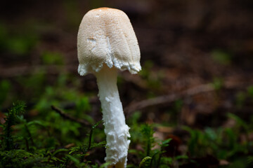 Wild mushrooms growing in Scandinavia during summer - Mushroom picking in Norway