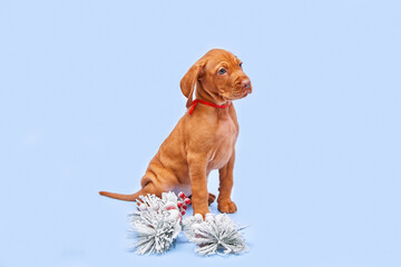 Beautiful portrait of a brown Hungarian Vizsla puppy on a blue isolated background. Content for the...