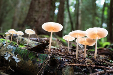 Wild mushrooms growing in Scandinavia during summer - Mushroom picking in Norway