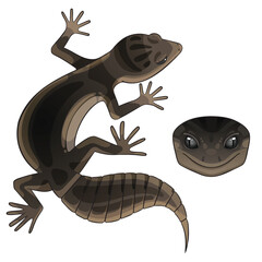 Vector illustration of an eublepharis Leopard gecko black night
