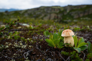 Wild mushrooms growing in Scandinavia during summer - Mushroom picking in Norway