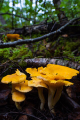 Wild mushrooms growing in Scandinavia during summer - Mushroom picking in Norway