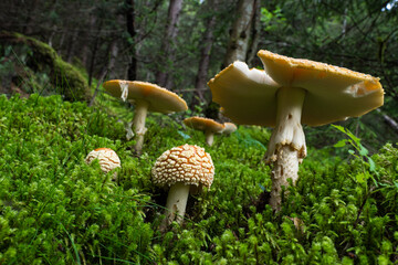 Wild mushrooms growing in Scandinavia during summer - Mushroom picking in Norway