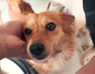 Close-up of male hand petting stray dog in pet shelter. People, Animals, Volunteering And Helping Concept.
