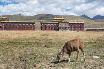Big Deer in front of Lhagang Monastery, Tagong, Kangding, Garzê Tibetan Autonomous Prefecture,...