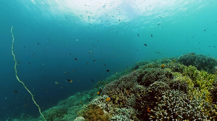 Fototapeta na wymiar Diving and snorkeling scene. Colorful tropical fish and coral reef.