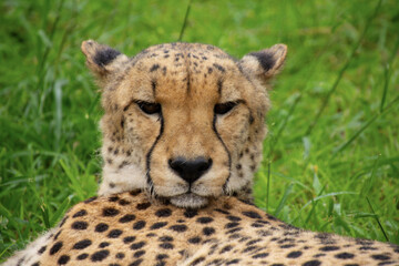 Pretty specimen of a big wild cheetah in South Africa