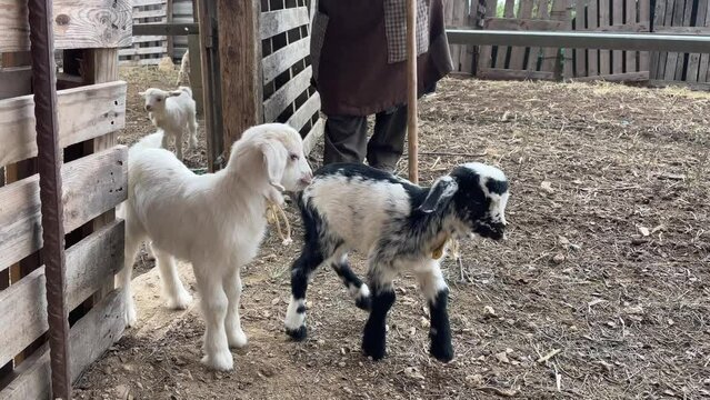 Baby goats running through the gate in the farm with a senior farmer woman waiting