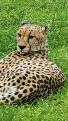 Pretty specimen of a big wild cheetah in South Africa