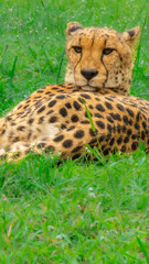 Pretty specimen of a big wild cheetah in South Africa
