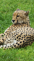 Pretty specimen of a big wild cheetah in South Africa