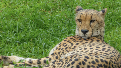 Pretty specimen of a big wild cheetah in South Africa