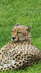 Pretty specimen of a big wild cheetah in South Africa