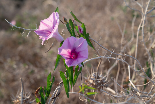 Blossoming flower of a common Splendid bindweed (Convolvulus dorycnium)
