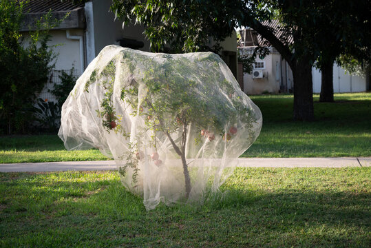 Bird protection net for Pomegranate (Punica granatum) fruits, preventing birds and pests to damage the fruits