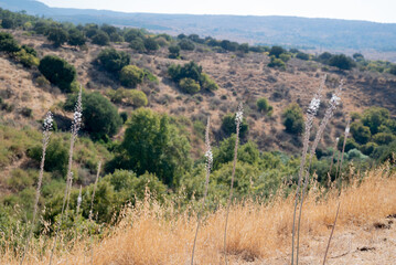 A group of "Drimia Maritima" flowering plants,  commonly known by the name "Squill", in tha mountainous landscape of the Golan heights 