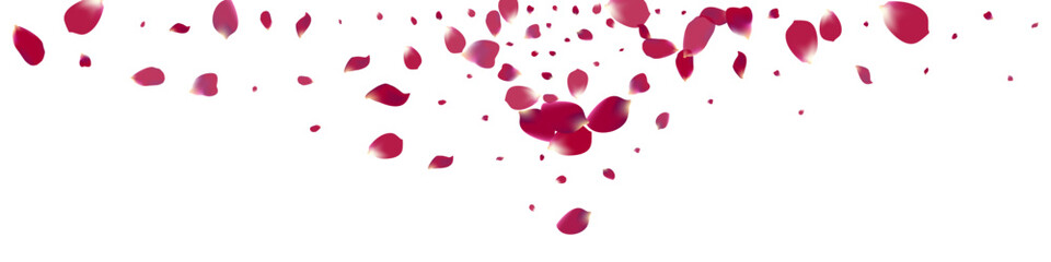 Pink Lotus Falling Vector White Panoramic