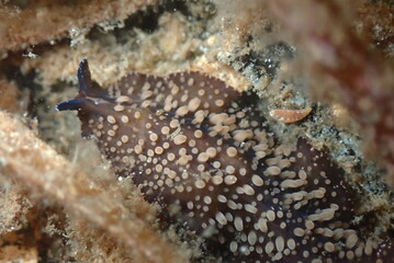 Flatworm Found in Florida