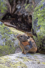 Vertical portrait of funny Pika Ochotona collaris sits on rocky