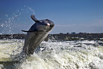 springender Delfin im golf of Mexico Florida © Bernd M. Renz