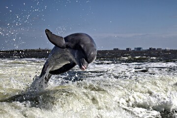  springender Delfin im golf of Mexico Florida © Bernd M. Renz