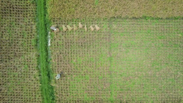 Establish aerial view or Top view of Farmers working at rice fields. Agam, West Sumatra.