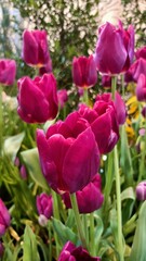 red tulips in the garden