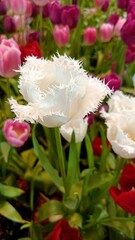 pink and white roses