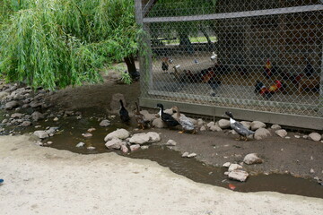 A close up on a group of hens, chickens, ducks, drakes, and sheep grazing, looking for food and...
