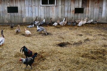 A close up on a group of hens, chickens, ducks, drakes, and sheep grazing, looking for food and...