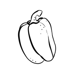 Single vector illustration of a sweet pepper with a stalk close-up. Monochrome illustration of a vegetable on a white background. Isolated object for your design.