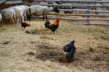 A close up on a group of hens, chickens, ducks, drakes, and sheep grazing, looking for food and...