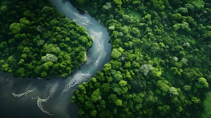 view of the dense Amazon rainforest - obrazy, fototapety, plakaty