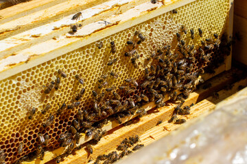 Bees crawl on the surface of a honeycomb