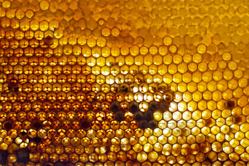 Cells of honeycombs exposed to light, honeycombs filled with honey, honeycombs with beebread, empty...