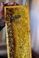 Cutting off the tops of honeycombs, inside which drone larvae develop
