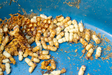 Pieces of cut honeycombs and bee drone pupae