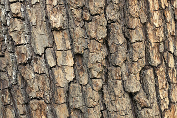oak tree bark texture