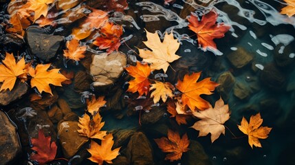 Naklejka na ściany i meble Flat lay of autumn leaves in a stream