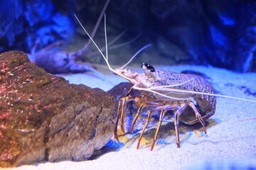 Various Sea Animal in Aquarium