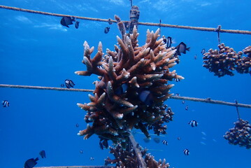Coral Restoration Fragments