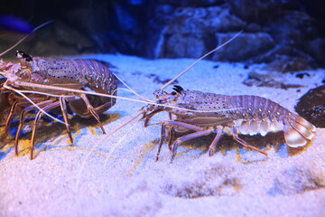 Various Sea Animal in Aquarium