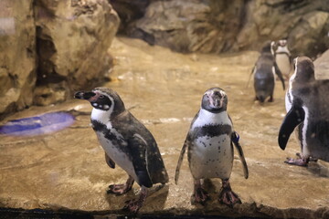 Various Sea Animal in Aquarium